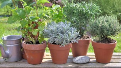 plantes aromatiques