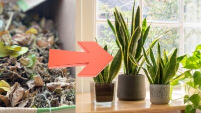 plantes en pot