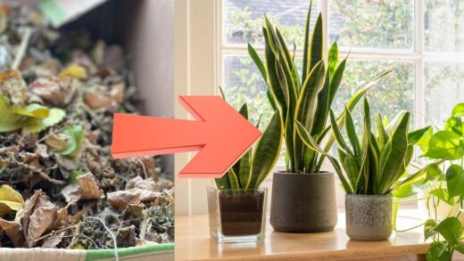 plantes en pot