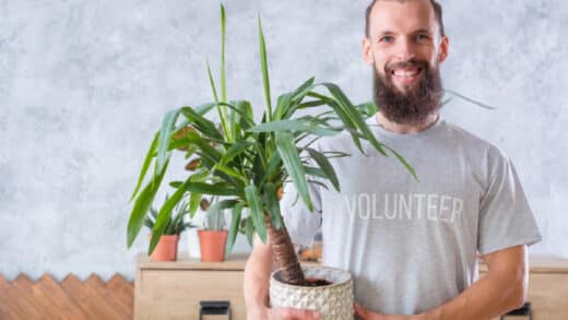 Plantes en pot