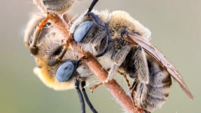 pollinisateurs