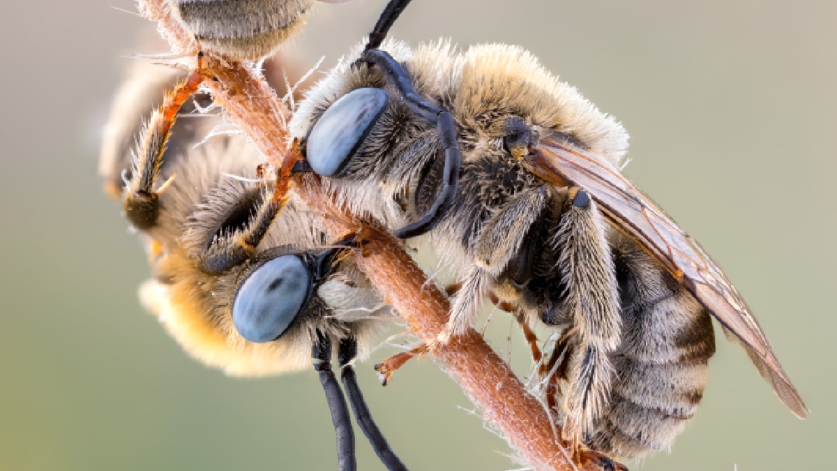 pollinisateurs