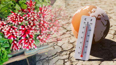 potager canicule