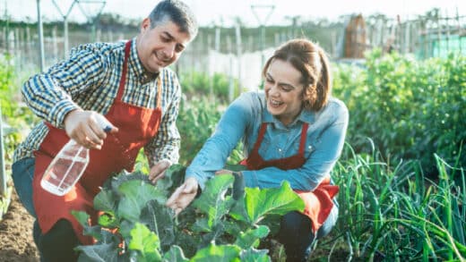 potager secheresse