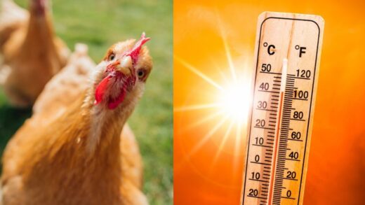poule et canicule