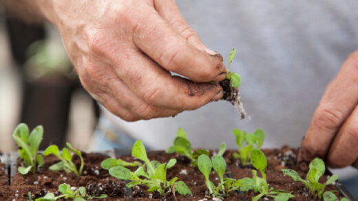 semis potager