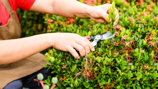taille d'été jardin