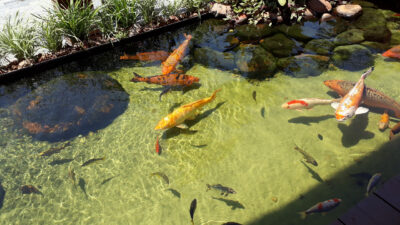 bassin poisson