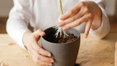 bouture plante