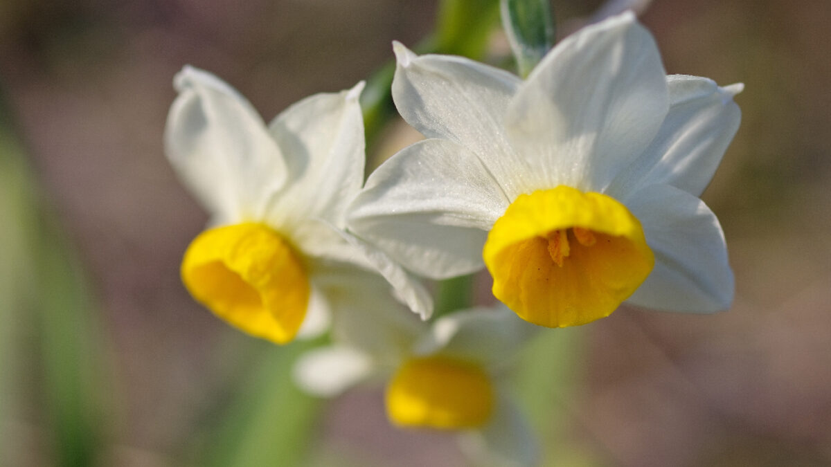 bulbe Narcisse 'Tête-à-tête'