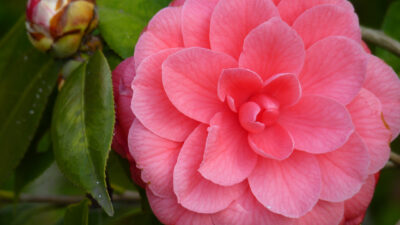 Camélia japonica