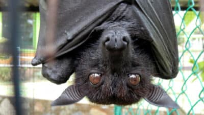 chauve souris jardin