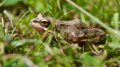crapaud et grenouilles
