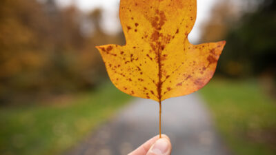 feuille en septembre