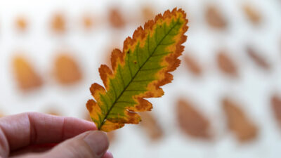 feuille marron