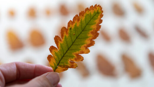 feuille marron
