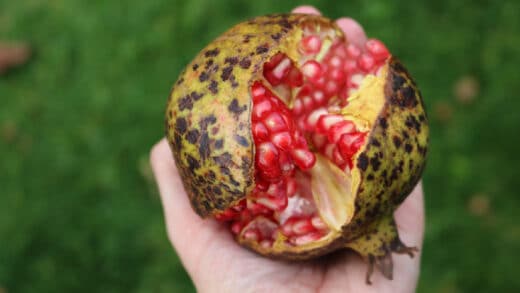 fruit trop mur
