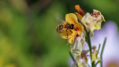jardin abeille