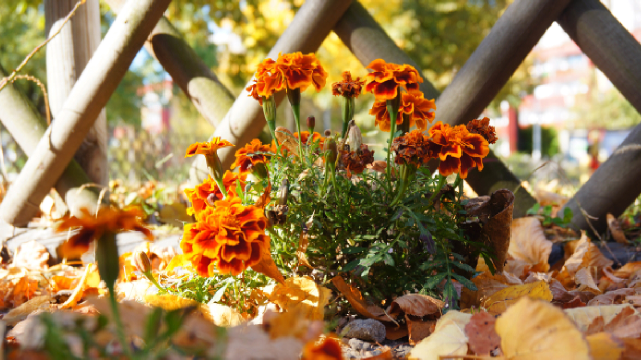 jardin automne