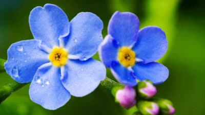 Myosotis