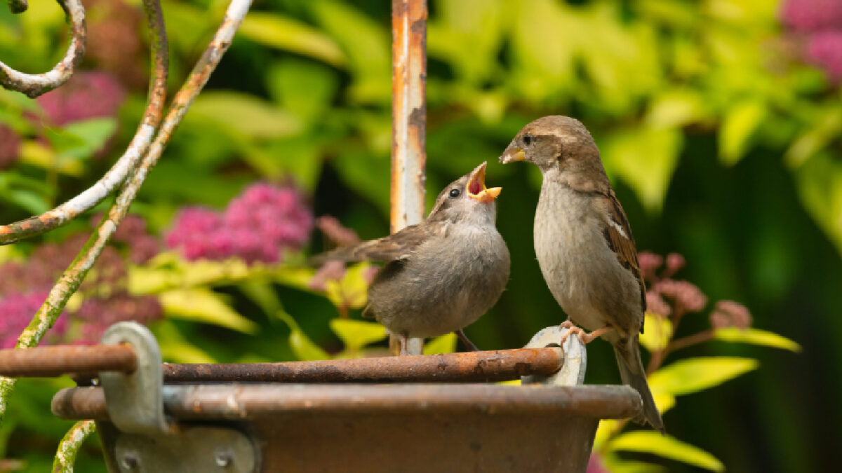 oiseaux jardin
