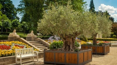 olivier en pot jardin
