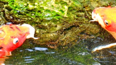 poisson bassin