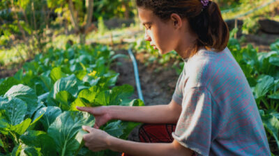 potager en septembre