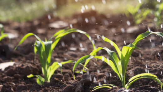 potager pluie