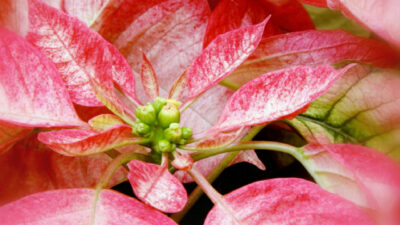 rose de Noël éléabore