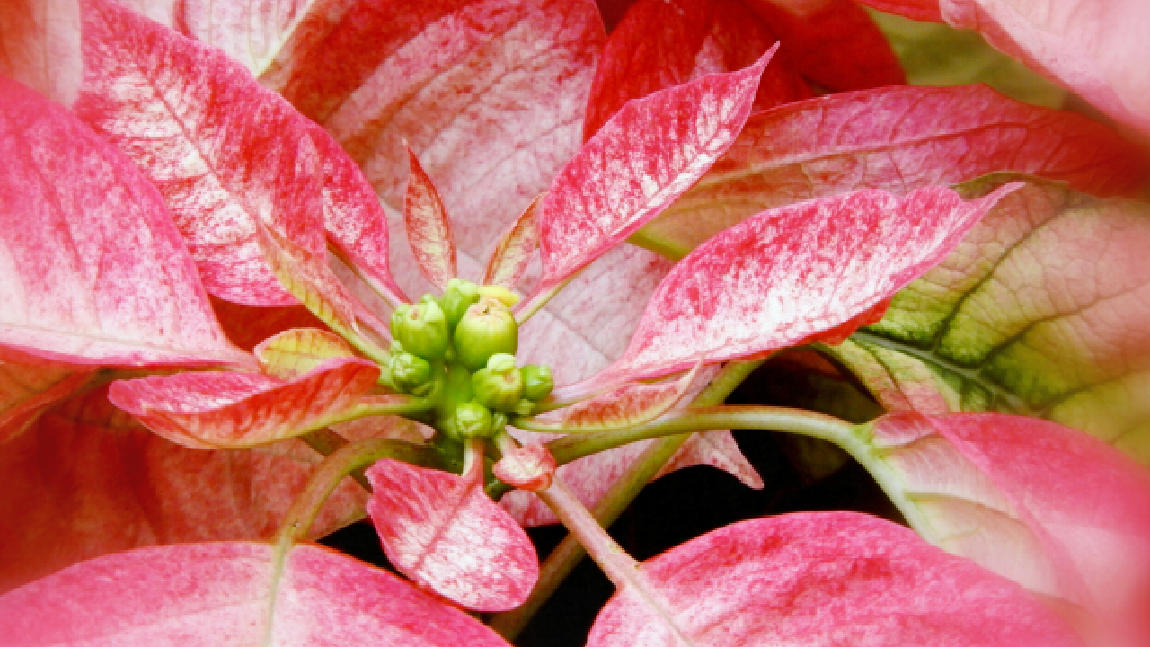 rose de Noël éléabore