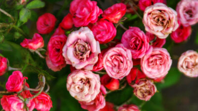 rosiers