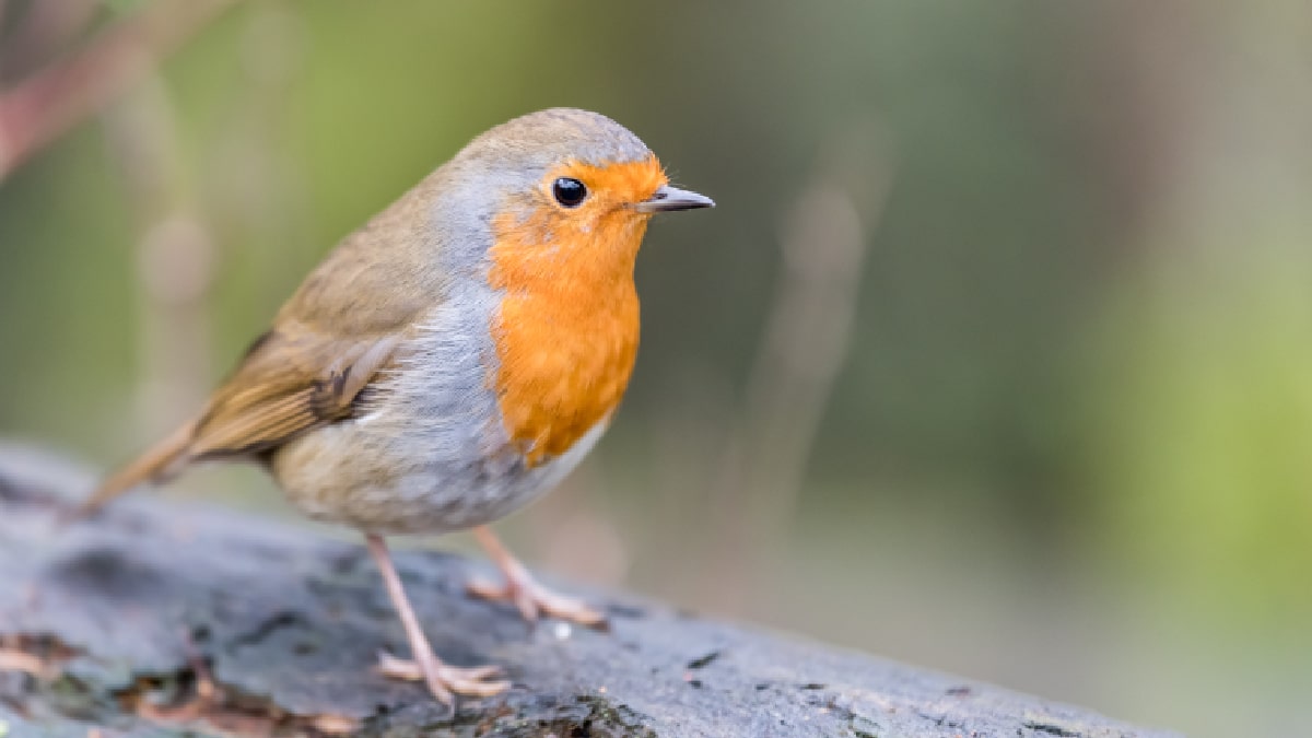 Rouge-gorge familier