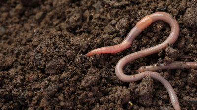 vers de terre potager