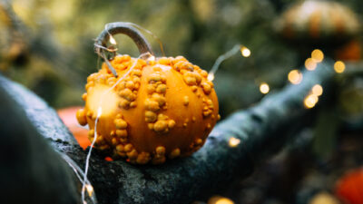 ambiance lumineuse automne jardin