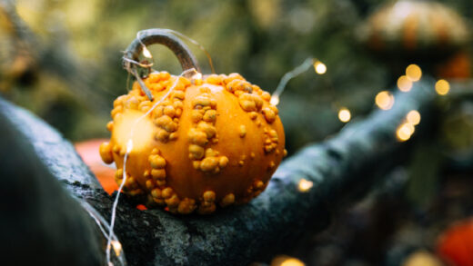ambiance lumineuse automne jardin
