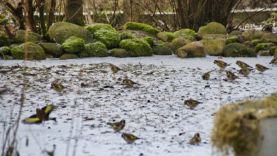 bassin jardin