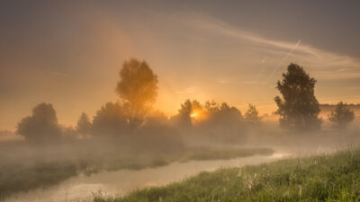 brouillard matinal jardin