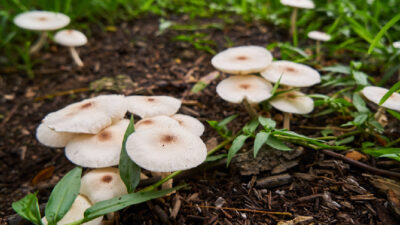 champignon jardin