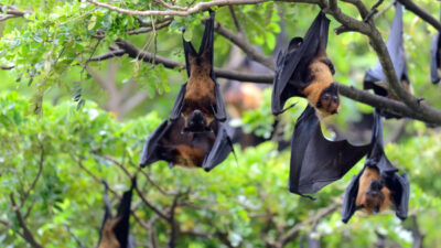 chauve souris jardin