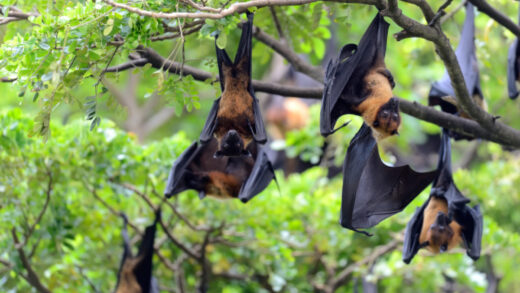 chauve souris jardin