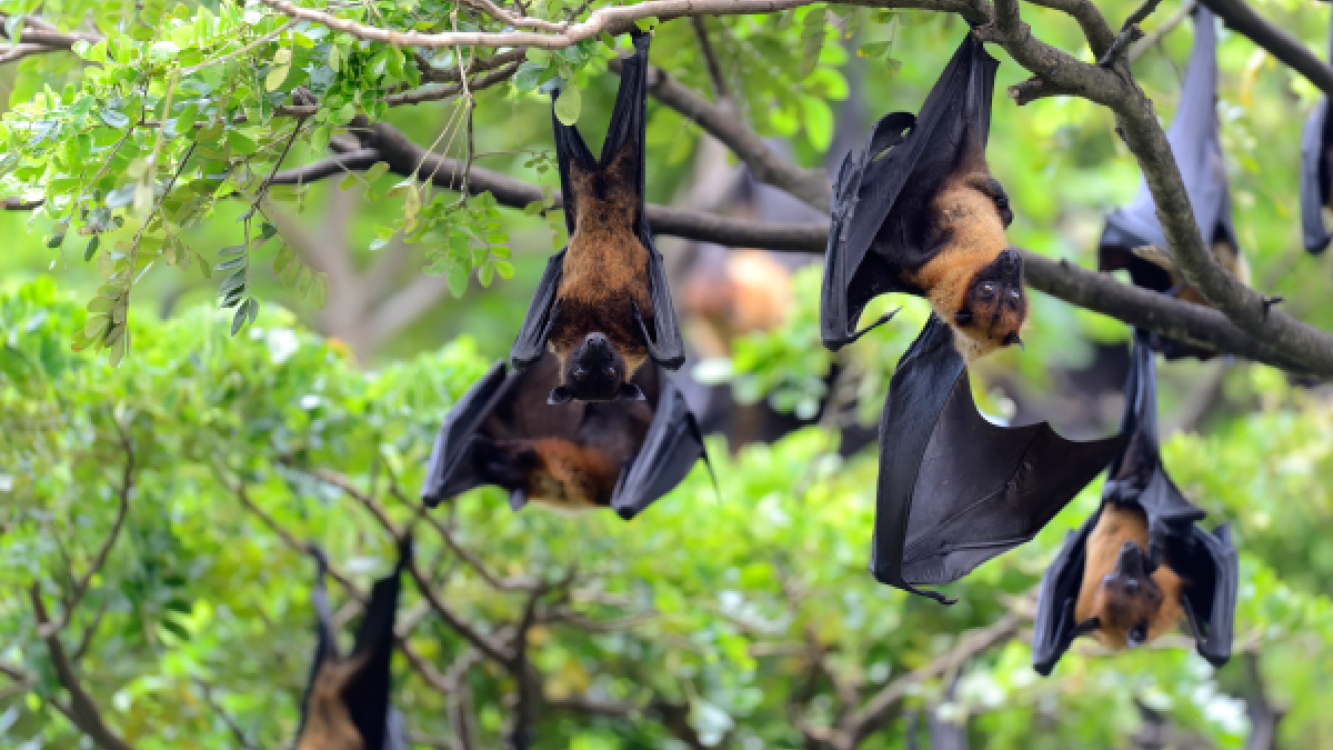 chauve souris jardin