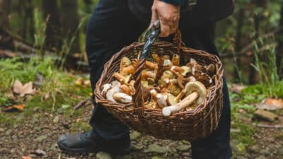 cueillette de champignons automne