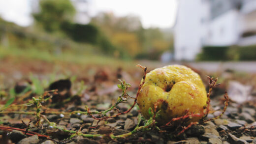 déchets de fruits devenaient un verger