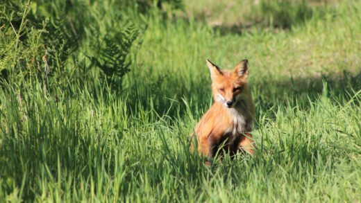 Des renards rôdent dans votre jardin
