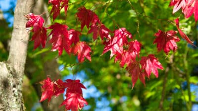 Érable du Japon (Acer palmatum)