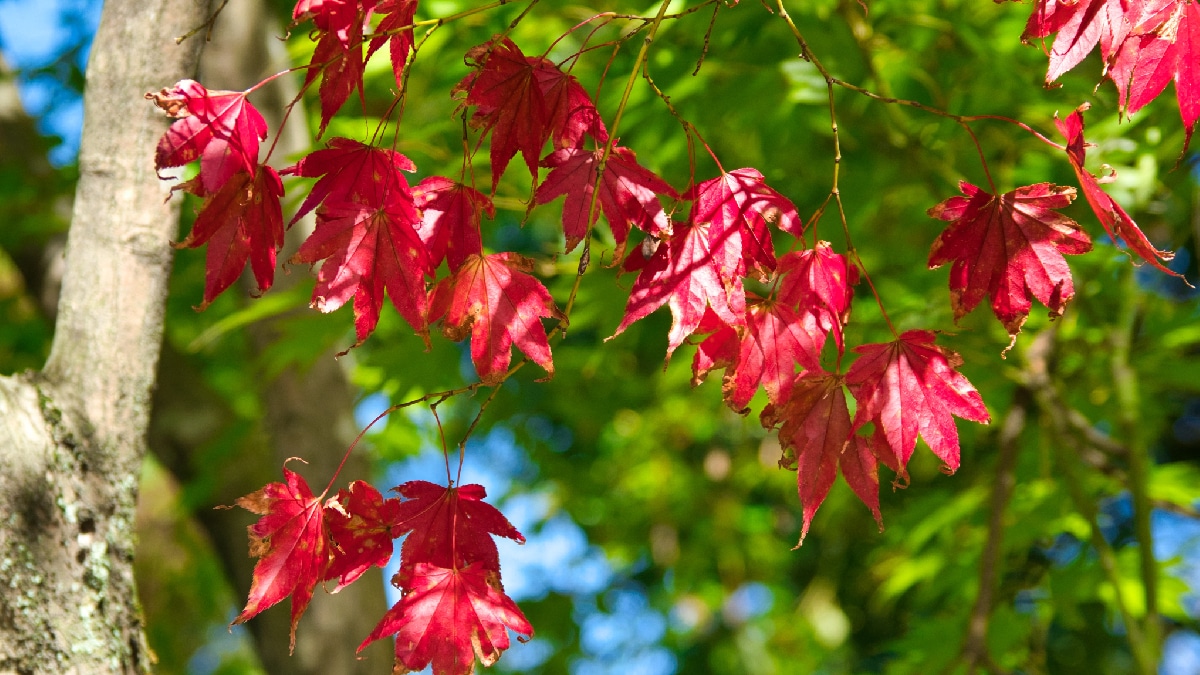 Érable du Japon (Acer palmatum)