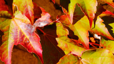 feuillages d’automne
