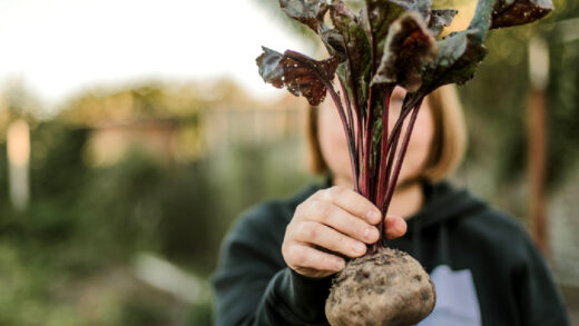 hiver potager