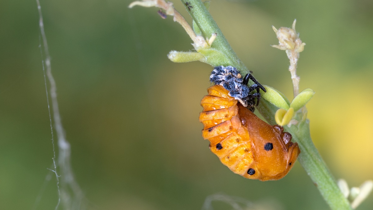 insecte d'automne
